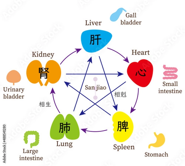 Fototapeta 五行と五臓六腑、東洋医学、英語