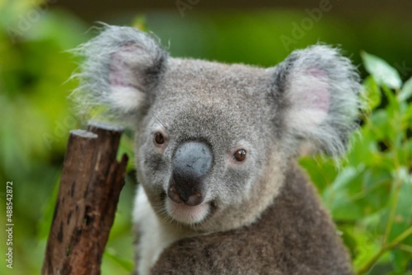 Fototapeta koala in a tree