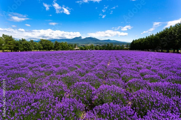 Obraz 北海道7月・ファーム富田のラベンダー畑