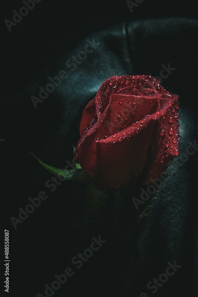 Fototapeta Red rose lies on a black leather cloth with water drops art