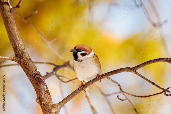 Fototapeta A male sparrow sits on a tree branch