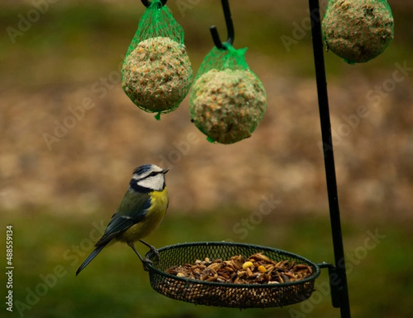 Obraz blue tit 