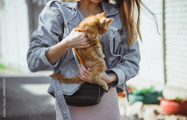 Obraz  The girl holds in her hands a small homeless street ginger kitten. Take the kitten home from the street. High quality photo