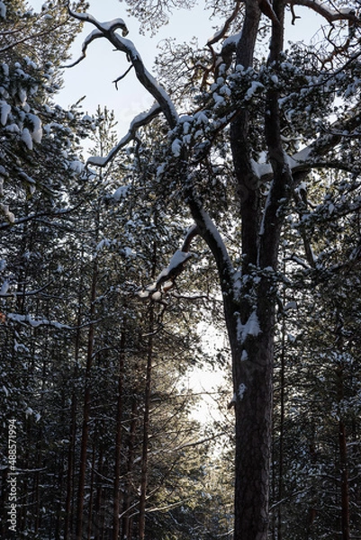 Obraz trees in winter