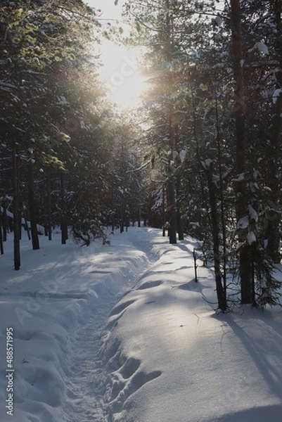 Obraz road in forest