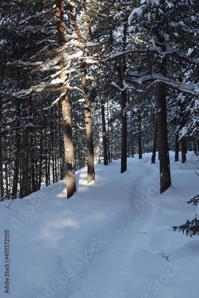 Obraz snow covered trees