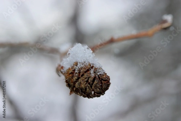 Obraz frost on a branch