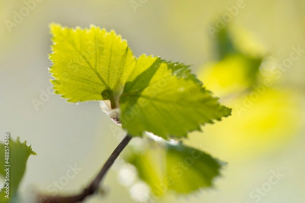 Fototapeta Young green birch leaves.. Leaves on a branch. Blurred background.Close-up. Soft focus. The concept of spring.
