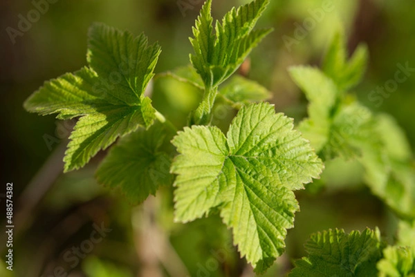 Fototapeta Young green leaves of currant. Currant bush.Close-up. The concept of spring