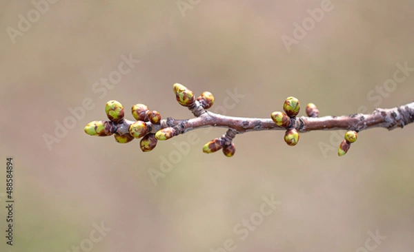 Fototapeta A swollen bud with a flower on a cherry branch.