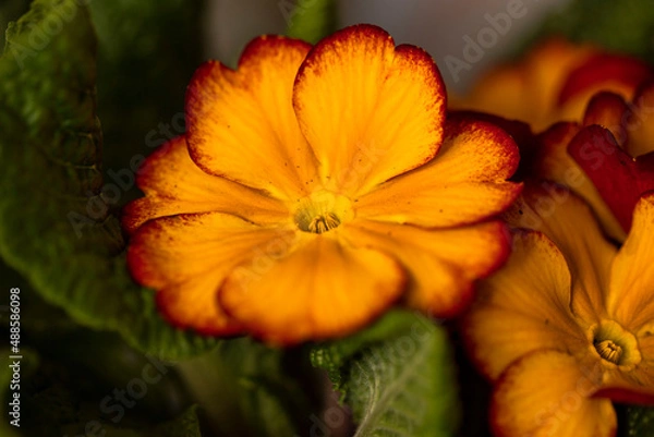 Obraz Primroses in spring