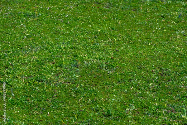 Obraz Tall Light Green Grass Background