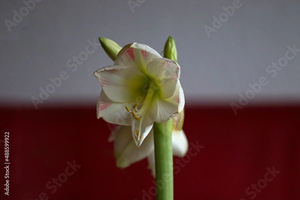 Fototapeta Amaryllis