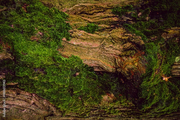 Fototapeta Texture Of Green Moss On The Tree