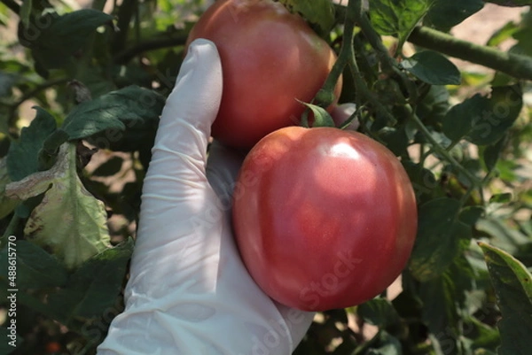 Obraz A hand plucks red tomatoes from a bush in the garden.	