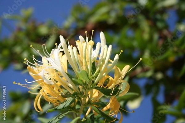 Fototapeta Honeysuckle in front of blue sky