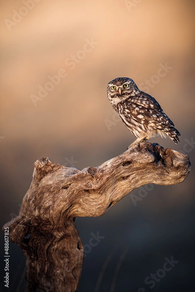 Fototapeta Little owl sitting on a dead tree in the sunset