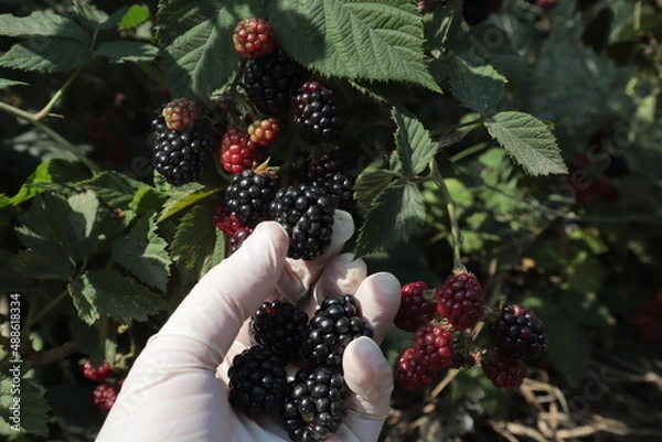 Fototapeta A hand plucks ripe black blackberry berries from a bush in a summer garden.