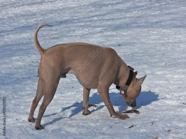 Obraz Dogs are playing in motion 