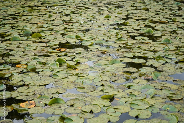 Fototapeta Water lilies floating on a lake