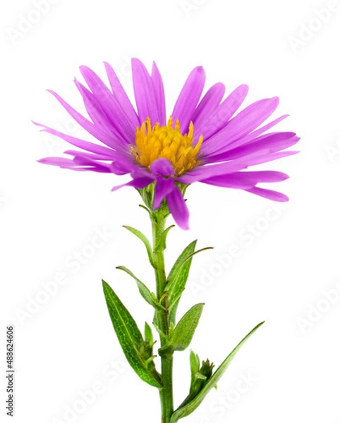 Fototapeta spring color  flower isolated on white background.