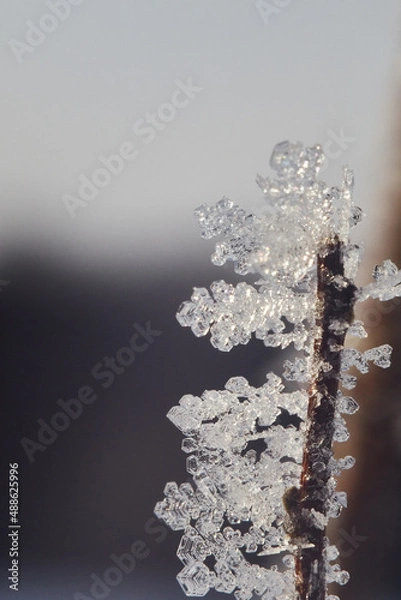 Fototapeta Frozen snowflake branches on a plant on a winter day. Snowflakes shot in the morning sunlight.