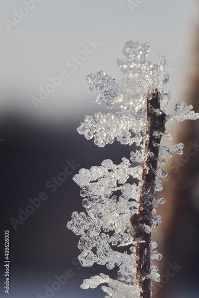 Fototapeta Frozen snowflake branches on a plant on a winter day. Snowflakes shot in the morning sunlight.