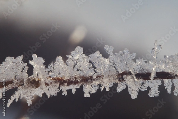 Fototapeta Frozen snowflakes on a bush branch on a cold winter day. Snowflakes shot in the morning sunlight.