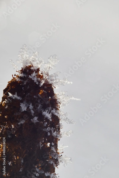 Fototapeta Snowflakes cluster on a flower in the morning sunlight. Frozen snow sitting on a flower on a winter day.
