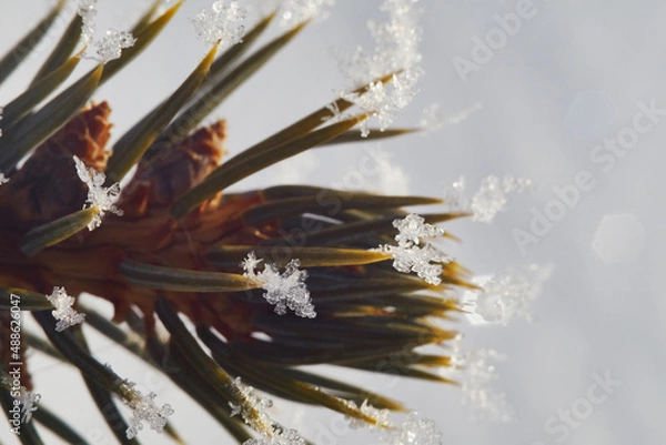 Fototapeta Christmas tree spikes covered in snowflakes. Frozen snow on tree spikes shot in the winter morning sunlight.