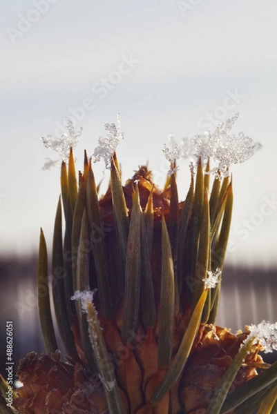 Fototapeta Top of a small Christmas tree covered in snowflakes. Christmas tree spikes shot on a cold winter morning in the sun.