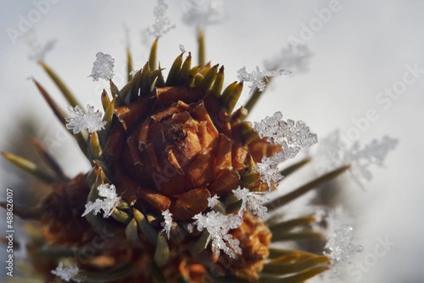 Fototapeta Top of a small Christmas tree with spikes covered in snowflakes shot on a cold winter morning in sunlight.