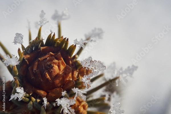 Fototapeta Top of a small Christmas tree with spikes covered in snowflakes shot on a cold winter morning in sunlight.
