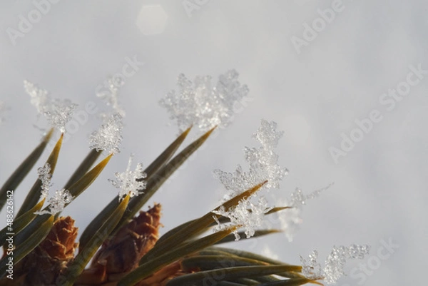 Fototapeta Christmas tree spikes with snowflakes on them shot on a cold winter morning in the countryside