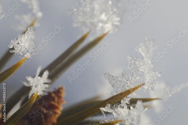 Fototapeta Christmas tree spikes with snowflakes on the edges. Closeup shot of a tree on a cold winter morning in the sunlight.