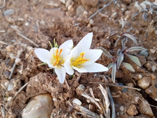 Obraz spring crocus flowers