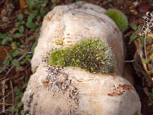 Obraz mushroom in the forest