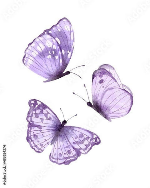 Fototapeta Violet butterflies watecolor illustration isolated on white background