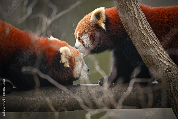 Obraz Two red panda meet on branch
