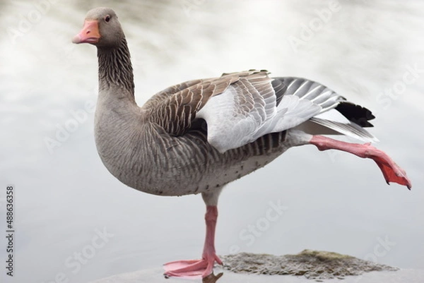 Obraz goose on the beach