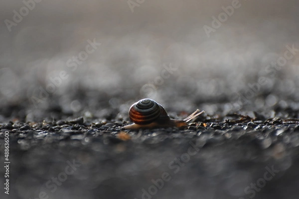 Obraz snail