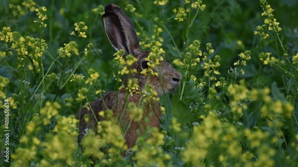 Obraz rabbit in the grass