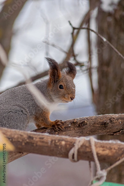 Fototapeta squirrel on a branch