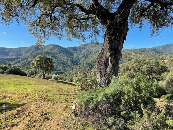 Obraz tree and nature in the Benahavis area