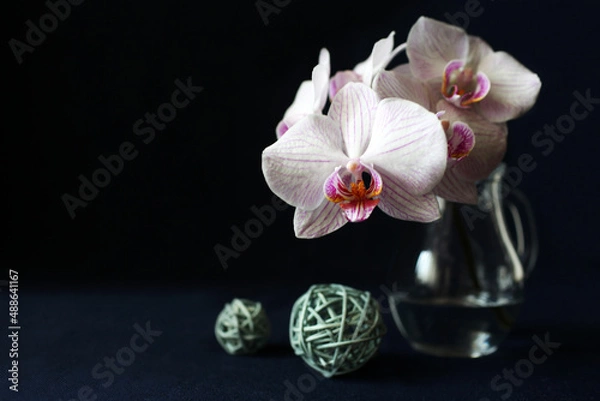 Obraz orchid on a blue background