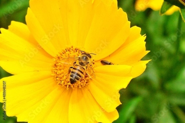 Fototapeta Abelha abelhuda e margarida