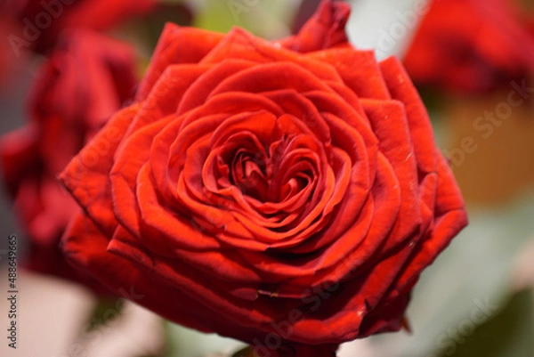 Fototapeta red rose closeup