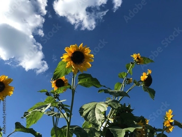 Obraz Sunflower with blue sky