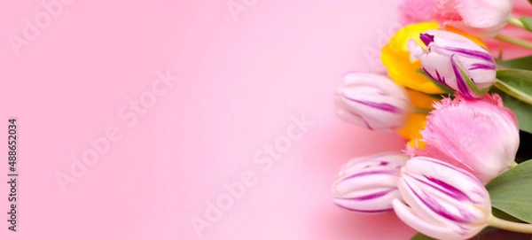 Fototapeta Bouquet of colorful tulips on a pink background, copy space