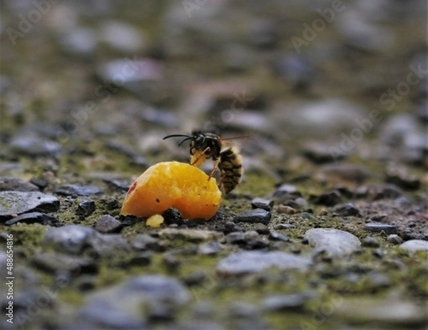 Obraz Wasp and apricot 